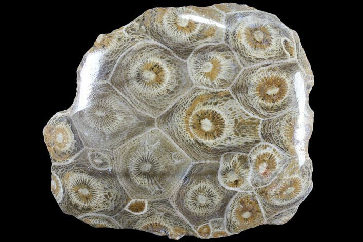 Polished Fossil Coral (Actinocyathus) - Morocco #84985